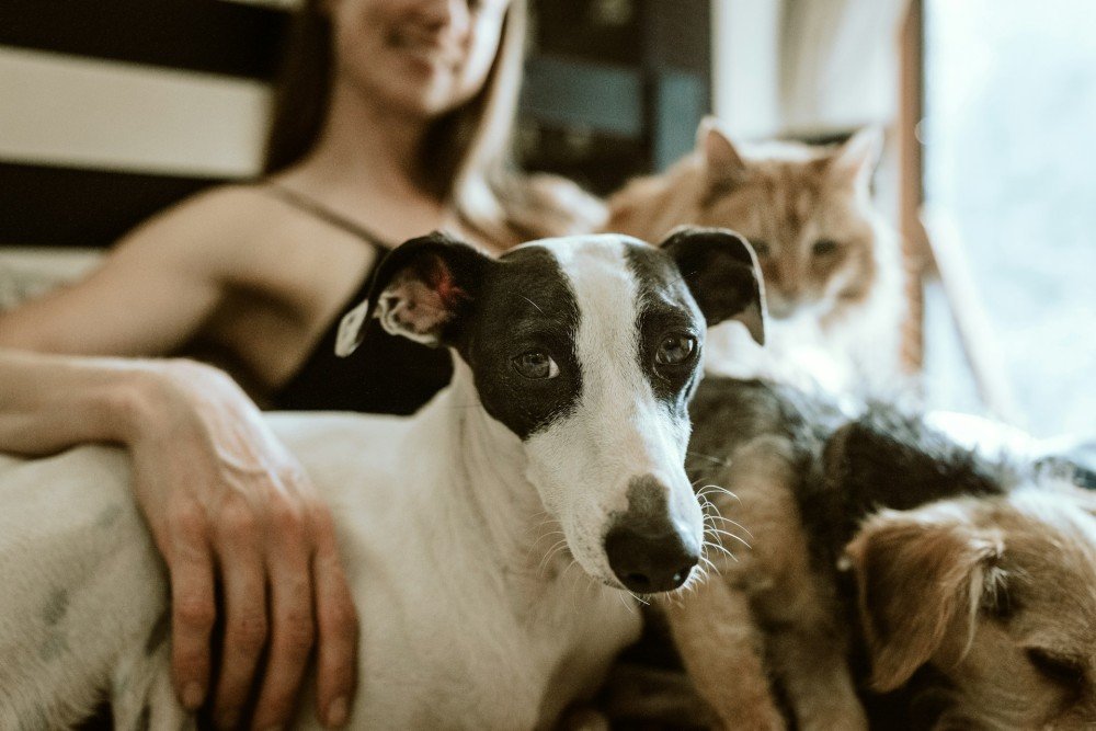 Chiens et chat vivant ensemble — formation ACACED option chien + chat